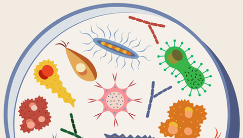 Top Questions (and Answers) About the Human Microbiome