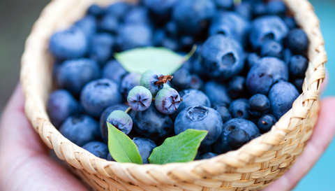 Focus on Prebiotics: Go Wild for Blueberries!