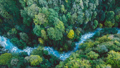 Probiotics vs. Pollution: How Bacteria Help Trees Clean the Environment