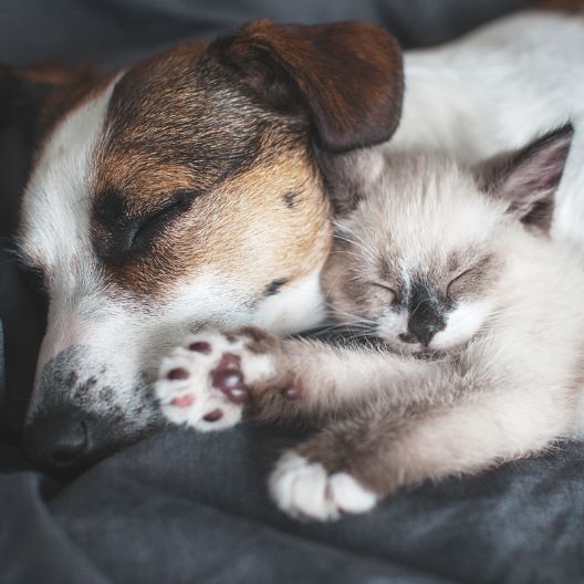 Hyperbiotics Probiotics For Pets. Dog and cat napping together.