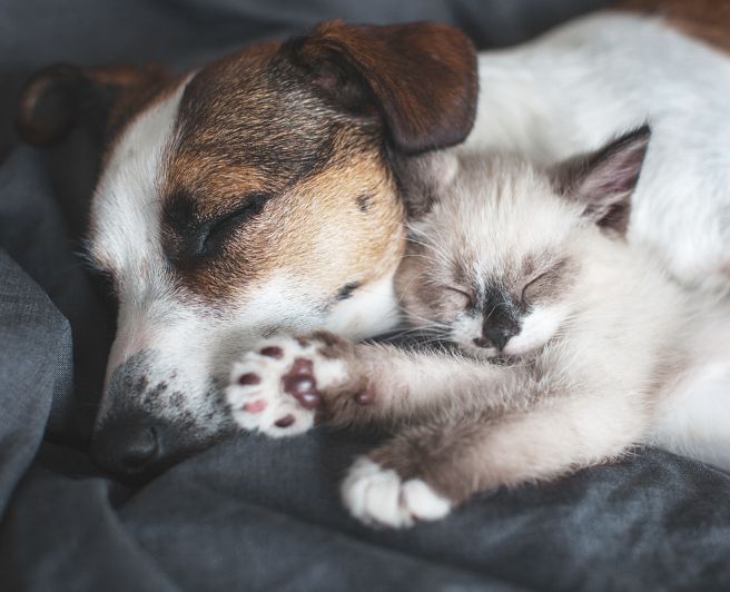 Hyperbiotics Probiotics For Pets. Dog and cat napping together.